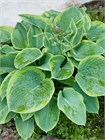 Хоста гибридная (hosta hybrida) mix Семена 5 штук wb2pwfo1ms - фото 1201