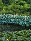 Хоста гибридная (hosta hybrida) mix Семена 5 штук wb2pwfo1ms - фото 1202