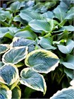 Хоста гибридная (hosta hybrida) mix Семена 5 штук wb2pwfo1ms - фото 1203