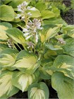 Хоста гибридная (hosta hybrida) mix Семена 5 штук wb2pwfo1ms - фото 1204