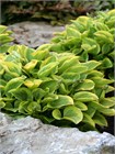 Хоста гибридная (hosta hybrida) mix Семена 5 штук wb2pwfo1ms - фото 1205