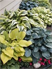 Хоста гибридная (hosta hybrida) mix Семена 5 штук wb2pwfo1ms - фото 1206