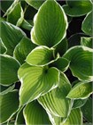 Хоста гибридная (hosta hybrida) mix Семена 5 штук wb2pwfo1ms - фото 1207