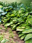 Хоста гибридная (hosta hybrida) mix Семена 5 штук wb2pwfo1ms - фото 1208