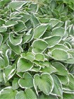 Хоста гибридная (hosta hybrida) mix Семена 5 штук wb2pwfo1ms - фото 1209