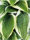 Хоста гибридная (hosta hybrida) mix Семена 5 штук wb2pwfo1ms - фото 1210