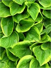 Хоста гибридная (hosta hybrida) mix Семена 5 штук wb2pwfo1ms - фото 1211