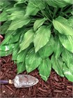 Хоста гибридная (hosta hybrida) mix Семена 5 штук wb2pwfo1ms - фото 1212