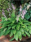 Хоста гибридная (hosta hybrida) mix Семена 5 штук wb2pwfo1ms - фото 1213