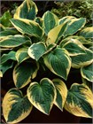 Хоста гибридная (hosta hybrida) mix Семена 5 штук wb2pwfo1ms - фото 1214