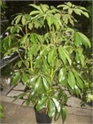 Шеффлера лучелистная (Schefflera actinophylla) семена 5 шт. sem_017 - фото 1216