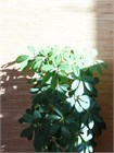 Шеффлера лучелистная (Schefflera actinophylla) семена 5 шт. sem_017 - фото 1222