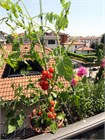 Томат Балконное Чудо семена 5 штук semena_balkon_chudo - фото 1369