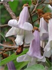 Павловния войлочная (Paulownia tomentosa) Семена 200 штук wb4he1ilsg - фото 1434