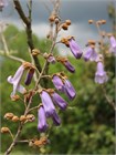 Павловния войлочная (Paulownia tomentosa) Семена 200 штук wb4he1ilsg - фото 1435