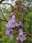 Павловния войлочная (Paulownia tomentosa) Семена 200 штук wb4he1ilsg - фото 1436