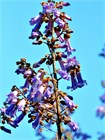 Павловния войлочная (Paulownia tomentosa) Семена 200 штук wb4he1ilsg - фото 1437