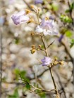 Павловния войлочная (Paulownia tomentosa) Семена 200 штук wb4he1ilsg - фото 1439