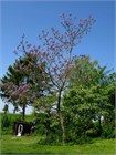 Павловния войлочная (Paulownia tomentosa) Семена 200 штук wb4he1ilsg - фото 1441