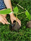 Павловния войлочная (Paulownia tomentosa) Семена 200 штук wb4he1ilsg - фото 1443