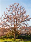 Павловния войлочная (Paulownia tomentosa) Семена 200 штук wb4he1ilsg - фото 1447