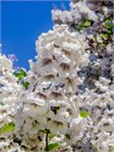 Павловния войлочная (Paulownia tomentosa) Семена 200 штук wb4he1ilsg - фото 1465