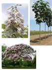 Павловния войлочная (Paulownia tomentosa) Семена 200 штук wb4he1ilsg - фото 1498