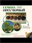 Орех Чекалкин (Ксантоцерас рябинолистный) Семена 5 шт. semena_chekal - фото 1769