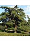 Кедр Атласский (Cedrus atlantica), Семена 10 штук 3456798765678 - фото 2035