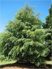 Кедр Атласский (Cedrus atlantica), Семена 10 штук 3456798765678 - фото 2038