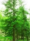 Кедр Атласский (Cedrus atlantica), Семена 10 штук 3456798765678 - фото 2042