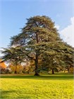 Кедр Атласский (Cedrus atlantica), Семена 10 штук 3456798765678 - фото 2047