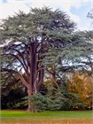 Кедр Атласский (Cedrus atlantica), Семена 10 штук 3456798765678 - фото 2048