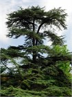 Кедр Атласский (Cedrus atlantica), Семена 10 штук 3456798765678 - фото 2049