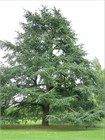 Кедр Атласский (Cedrus atlantica), Семена 10 штук 3456798765678 - фото 2056