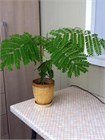 Семена Делоникс Пумила (карликовый) желтый 5 штук semena_bonsai_zh - фото 2114