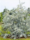 Семена Лох узколистный Elaeagnus angustifolia (20 штук) loh_uz - фото 2356