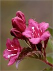 Семена Вейгела цветущая (Weigela florida) 10 штук semena_veigela - фото 2361