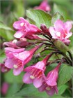 Семена Вейгела цветущая (Weigela florida) 10 штук semena_veigela - фото 2362