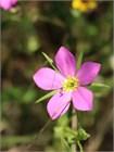 Роза арканзасская (Rosa arkansana) Семена 5 штук sem_013 - фото 2485