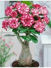 Семена Adenium Obesum MIXED COLORS MIX (5 шт.) aden_5 - фото 248