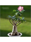 Семена Adenium Obesum MIXED COLORS MIX (5 шт.) aden_5 - фото 249