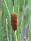 Семена Рогоз Лаксманна (Typha Laxmannii) 50 штук sem_rogoz - фото 2644