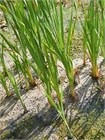 Семена Рогоз Лаксманна (Typha Laxmannii) 50 штук sem_rogoz - фото 2645