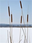 Семена Рогоз Лаксманна (Typha Laxmannii) 50 штук sem_rogoz - фото 2647