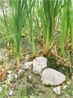 Семена Рогоз Лаксманна (Typha Laxmannii) 50 штук sem_rogoz - фото 2648