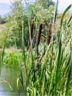 Семена Рогоз Лаксманна (Typha Laxmannii) 50 штук sem_rogoz - фото 2649