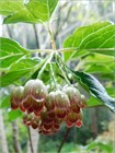 Семена Энкиантус китайский (Enkianthus chinensis) 5 шт. sem_018 - фото 2762