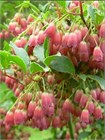 Семена Энкиантус китайский (Enkianthus chinensis) 5 шт. sem_018 - фото 2765