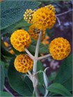 Семена Буддлея шаровидная (Buddleja globosa) 20 штук sem_001 - фото 281